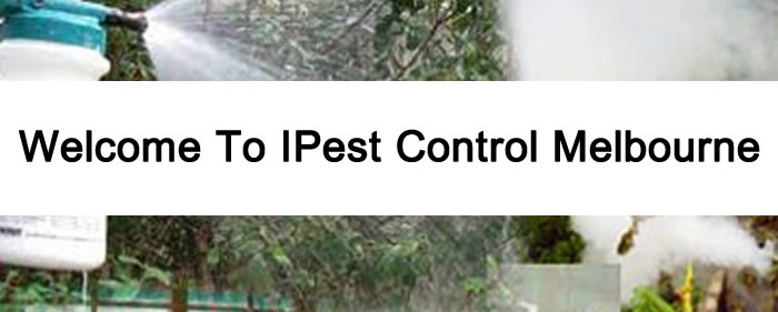 Welcome To iPest Control Melbourne
